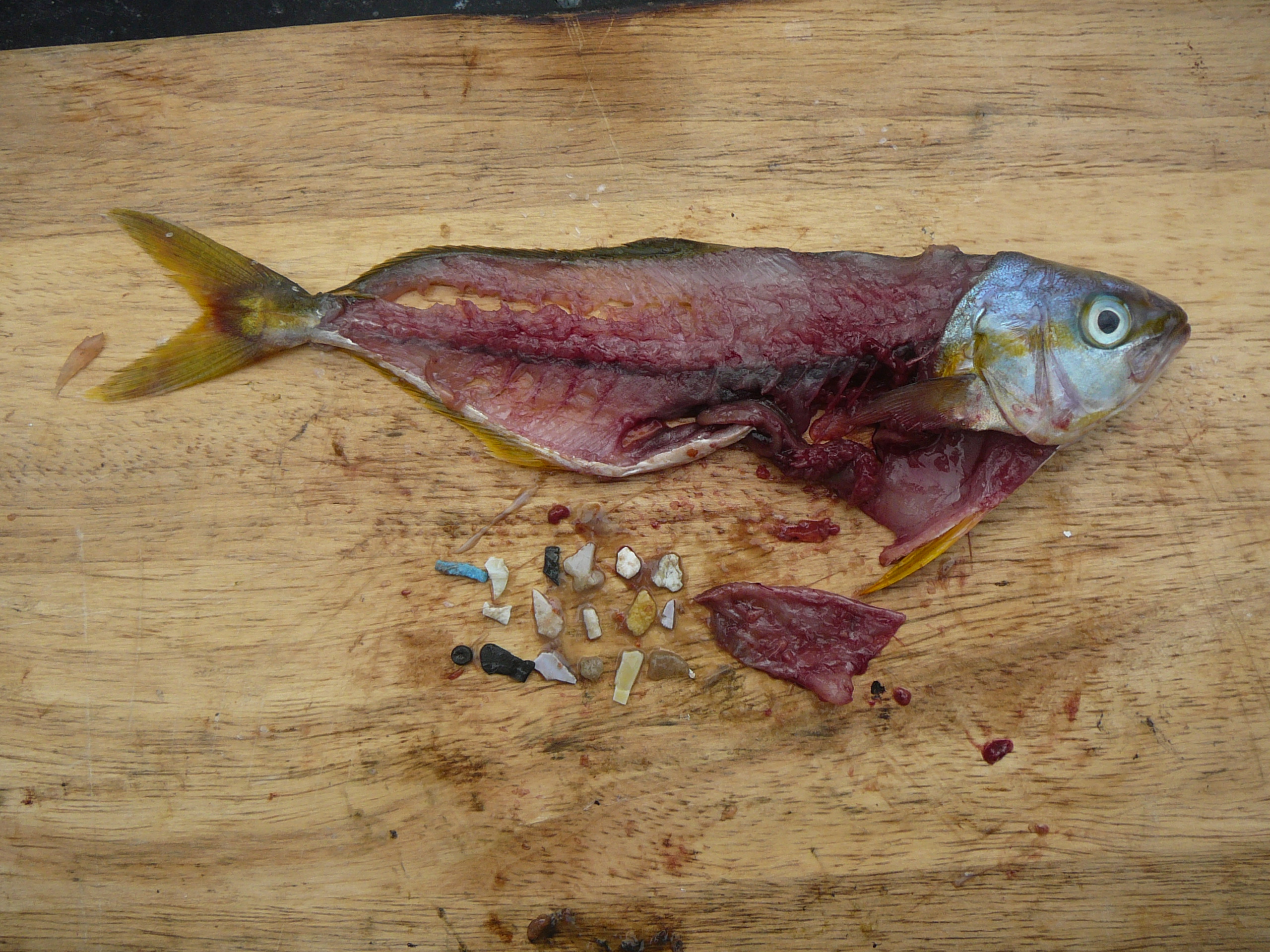 Fisk med plastbiter i kroppen