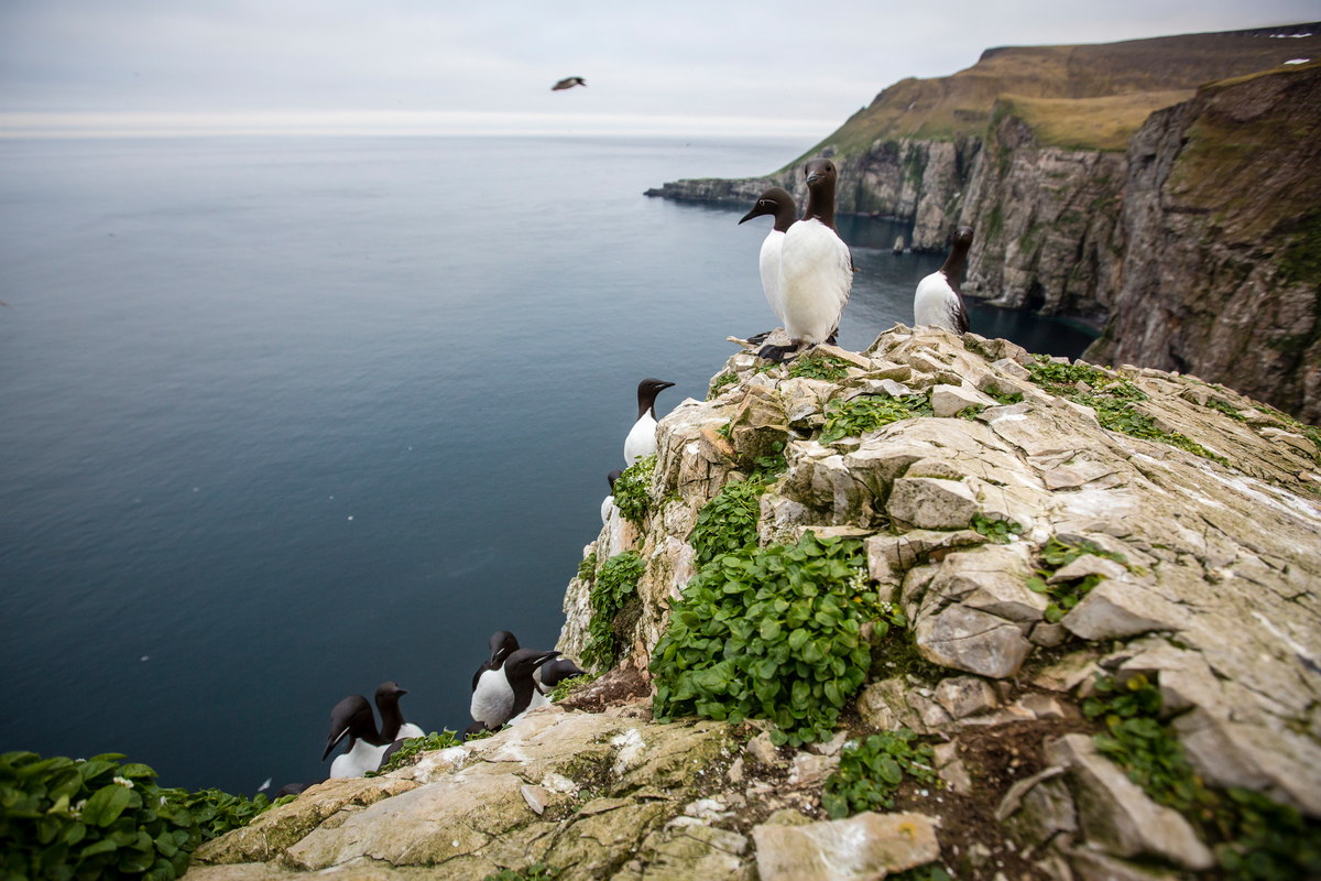 PICTURED:Common Guillemots (white eye) and Brunich's Guillemot (centre) with Kapp Kolthoff and Fuglefjellet in the background.SUMMARY:Greenpeace voyage to Bear Island to document its unique and pristine environment after Norwegian government grant four new licenses for drilling in the 23rd licensing round. The nature reserve Bear Island is the southernmost island of the Norwegian Svalbard archipelago, and is situation 235km south east of Spitsbergen and 400km north/north west of the Norwegian mainland. Bear Island has the biggest seabird colony in the northern hemisphere. Every year approx. 1.5 million birds nest here. 126 species have been registered at the island, 33 of the species actually nest on the island. Several of the nesting species are threatened or endangered such as Guillemots and kittiwakes.Statoil, the Norwegian state-owned company, is planning to drill in the area after the Norwegian government issued new licenses for drilling close to the island.
