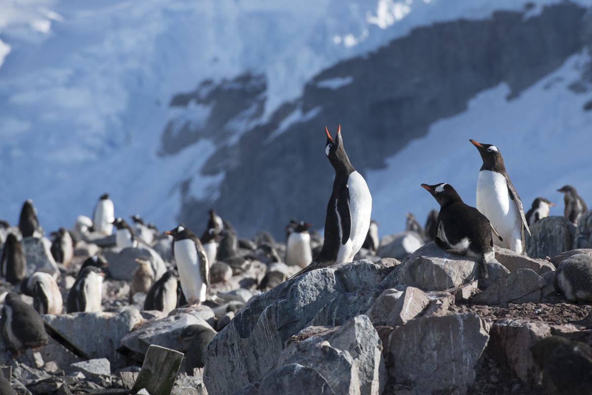 February 15th, 2018. Antarctic Peninsula, Errera channel.Gentoo penguins colony on Cuveville Island.Greenpeace expedition to promote the formation of an Antarctic protected area with the MY Arctic Sunrise.Photo by Daniel Beltrá for Greenpeace