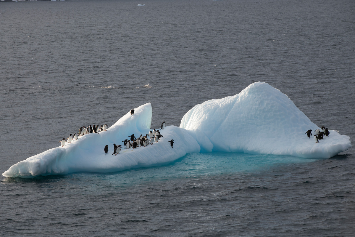 February 15th, 2018. Antarctic Peninsula, Errera channel.Gentoo penguins on an ice flow.Greenpeace expedition to promote the formation of an Antarctic protected area with the MY Arctic Sunrise.Photo by Daniel Beltrá for Greenpeace