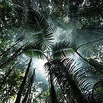 7 tips for å beskytte Amazonas-regnskogen