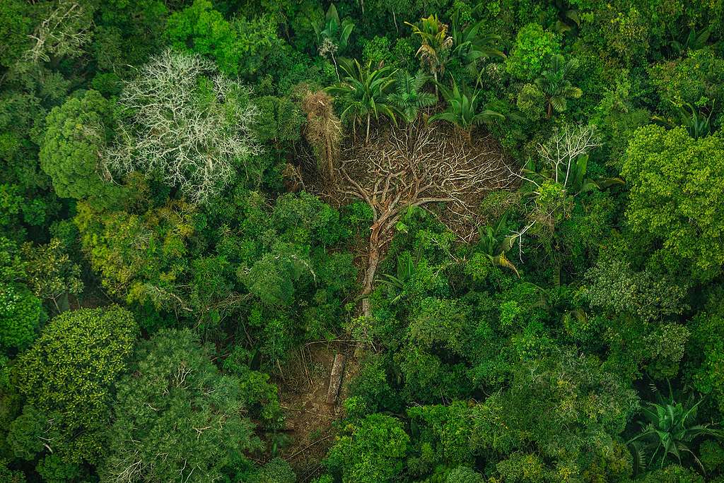 Avskoging på Karipuna-urfolkets territorium i Brasil.