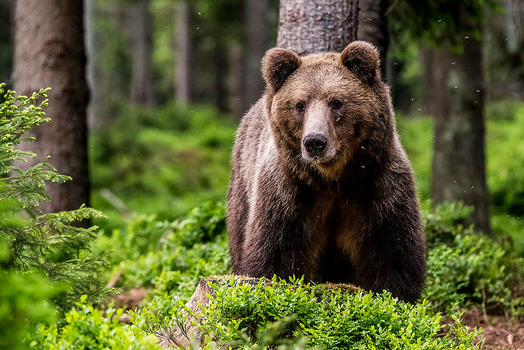 Eurasian Brown Bear in the Carpathians. © Tomáš Hulík / Greenpeace