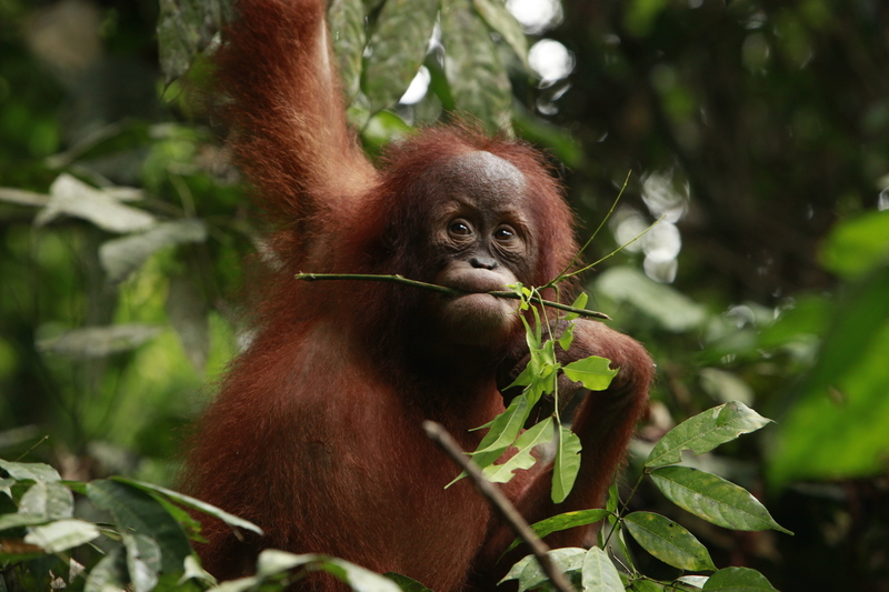 En orangutang svinger seg i et tre i et orangutangreservat. Disse dyrene er ofre for skogødeleggelse i regnskogen i Indonesia.
