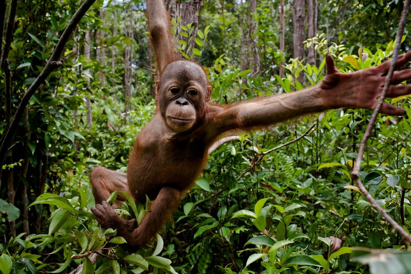 Orangutang i Kalamantan i Indonesia.