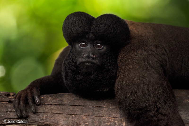 Svartskjeggsaki (Chiropotes satanas) i Amazonas.