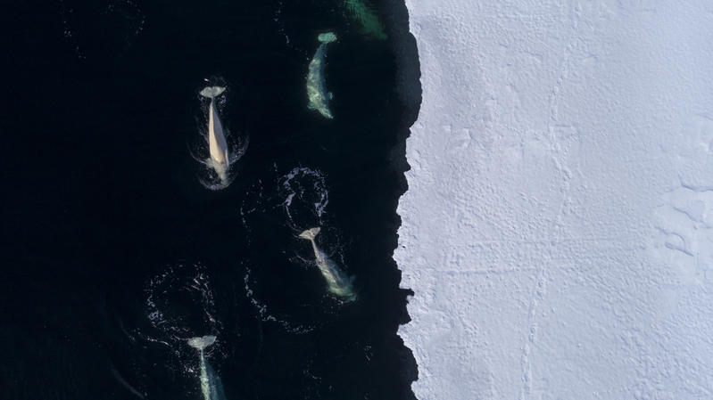 Dronefoto. Venstre halvdel av bildet viser fem hvitvaler som svømmer i overflaten, høyre halvdel viser et hvitt isflak med taggete kant.