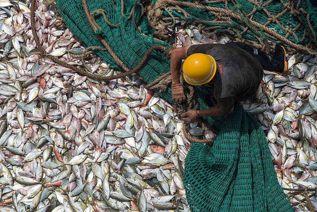 Fisker om bord på den kinesiske fiskebåten FU YUANG YU 380 i Guinea i Vest-Afrika.
Foto: Pierre Gleizes, Greenpeace