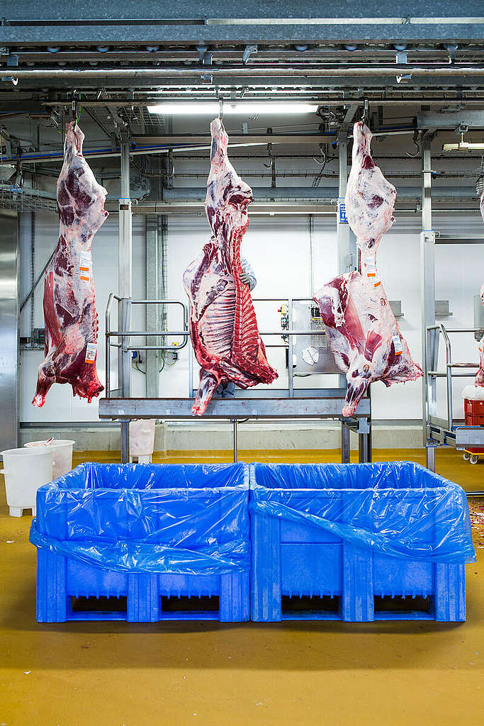 Industrial Meat Production in Germany. © Lucas Wahl / Greenpeace
