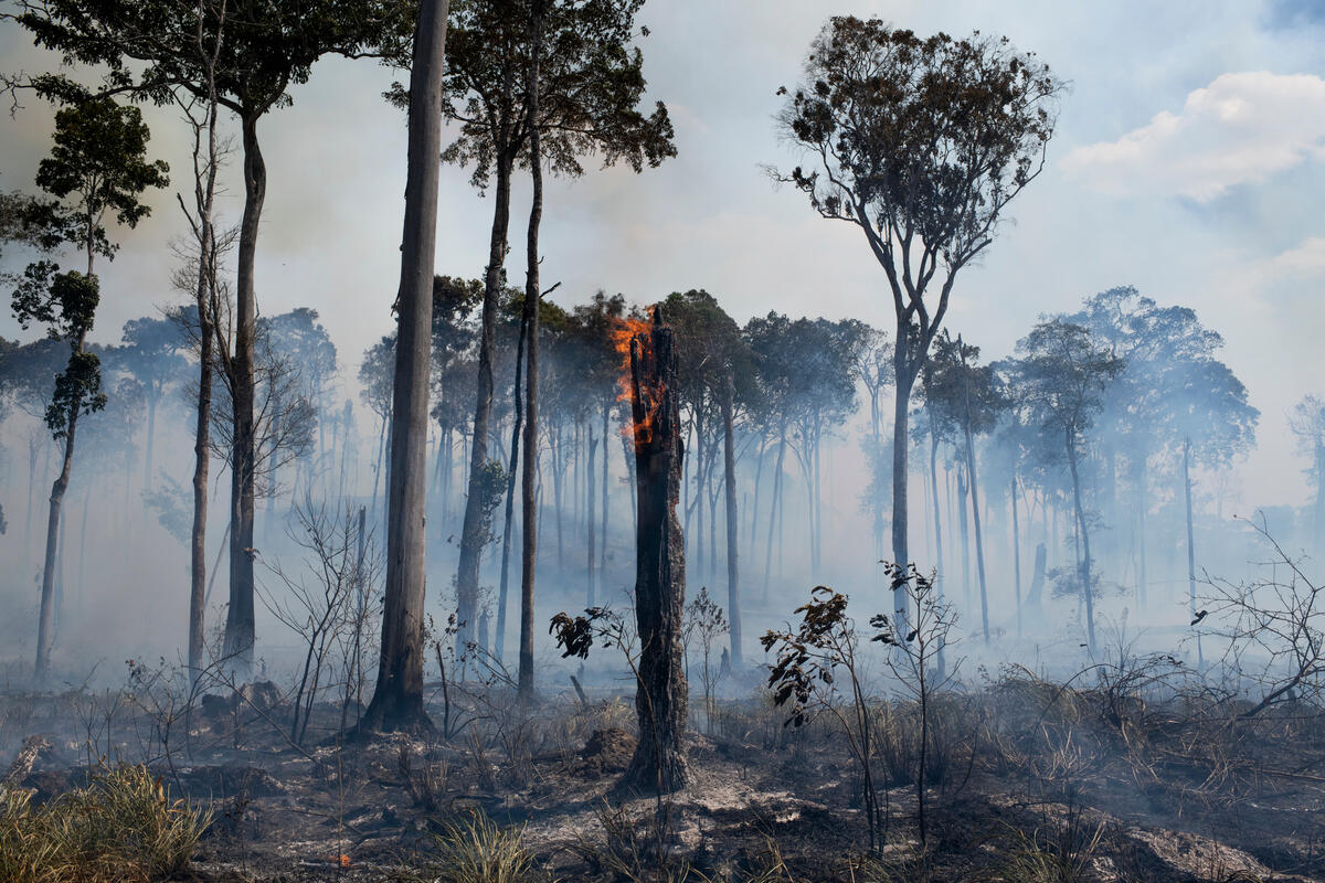 Forest Fire in the Amazon in Novo Progresso (PA). © Lucas Landau / Greenpeace