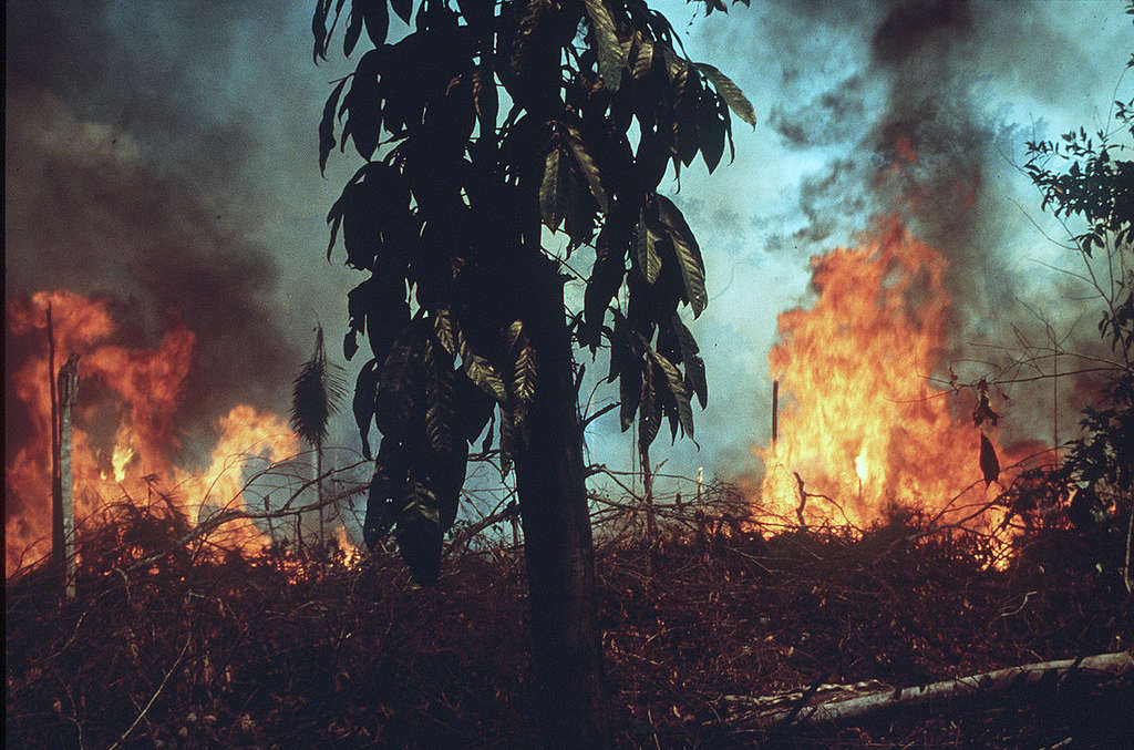 Rainforest Fire in Amazon, Brazil. © Campbell Plowden / Greenpeace Rainforest Fire in Amazon, Brazil. © Campbell Plowden / Greenpeace