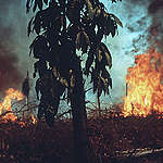 Rainforest Fire in Amazon, Brazil. © Campbell Plowden / Greenpeace