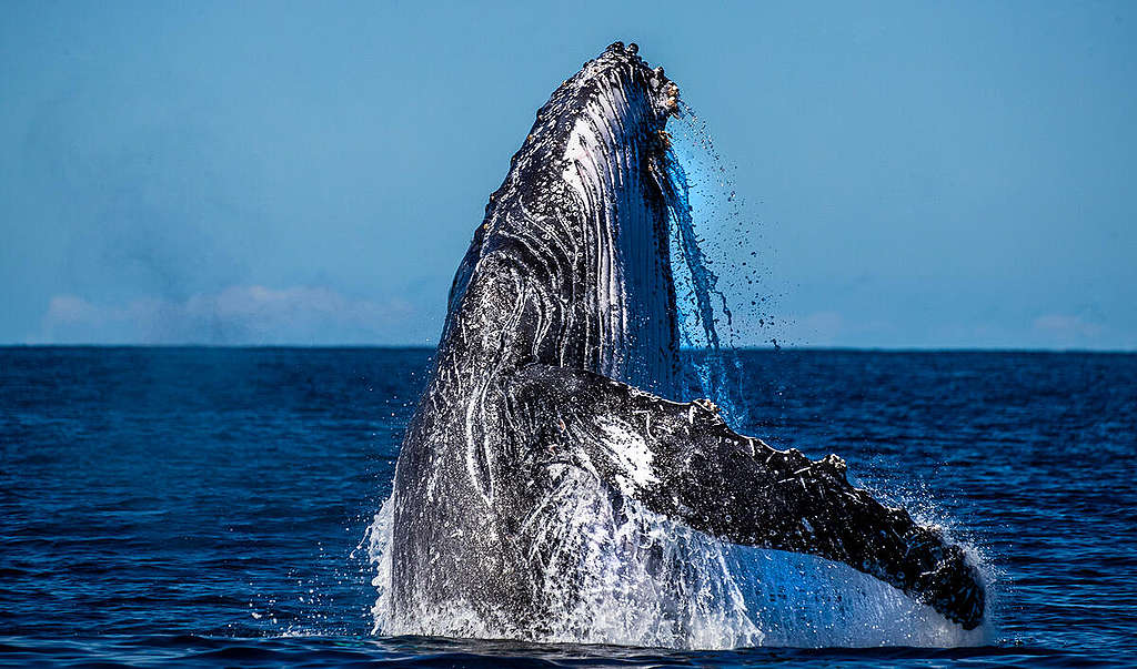Humpback Whale, Great Barrier Reef. © Paul Hilton / Greenpeace