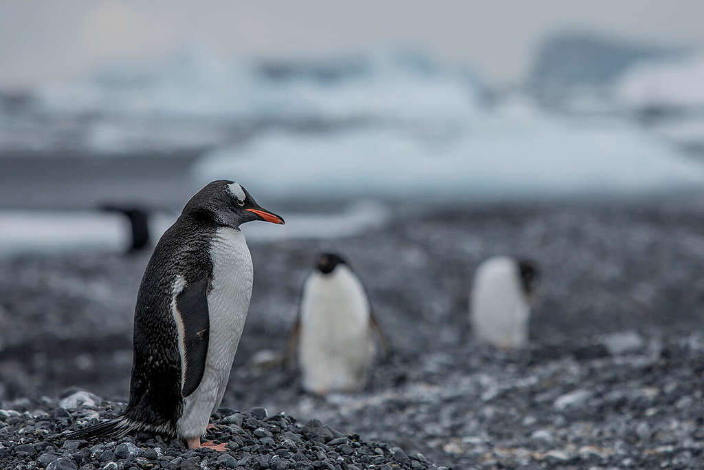 Bøylepingvin på Andersson-øya i Antarktis. Fra skipsekspedisjonen vår i 2022 med skipet Arctic Sunrise. Forskere om bord oppdaget en ny pingvinkoloni som aldri tidligere har vært registrert, i en tidligere uutforsket skjærgård like utenfor nordspissen av øya. © Tomás Munita / Greenpeace