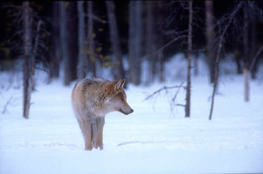 Ulf i Finland. Foto: Antti Leinonen, Greenpeace