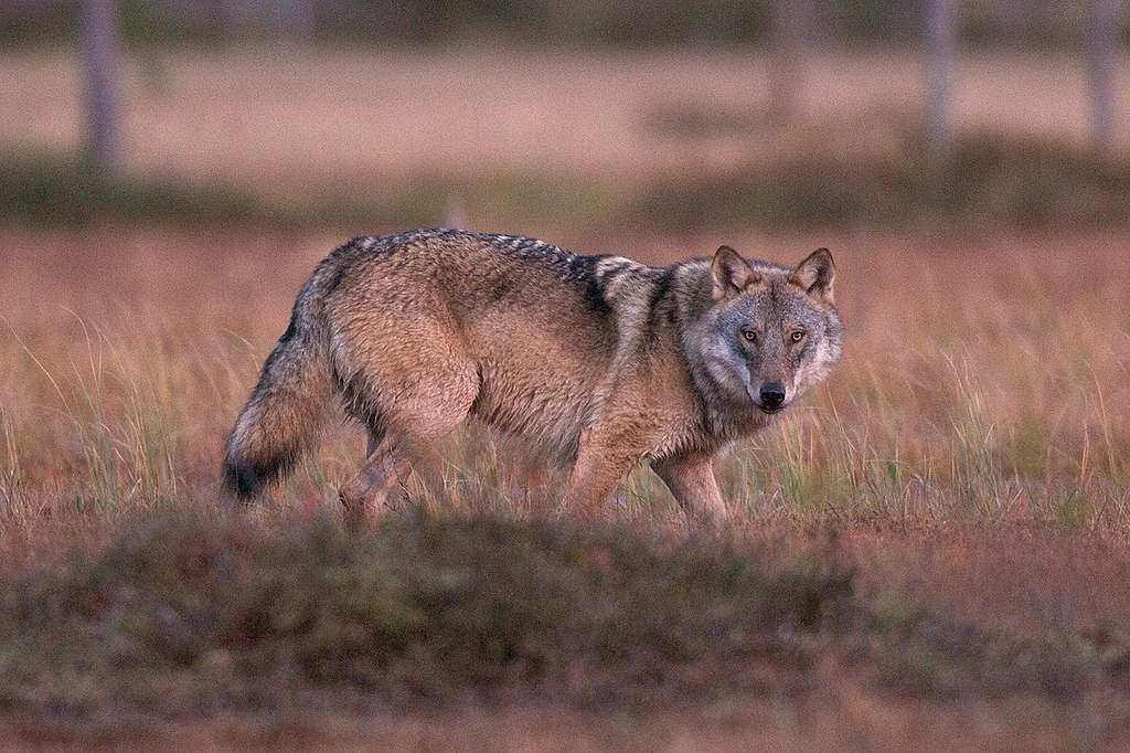 Ulv i en skog i Finland.. Ulven er kritisk truet i Norge og står på den norske rødlista. Foto: Markus Mauthe i Greenpeace