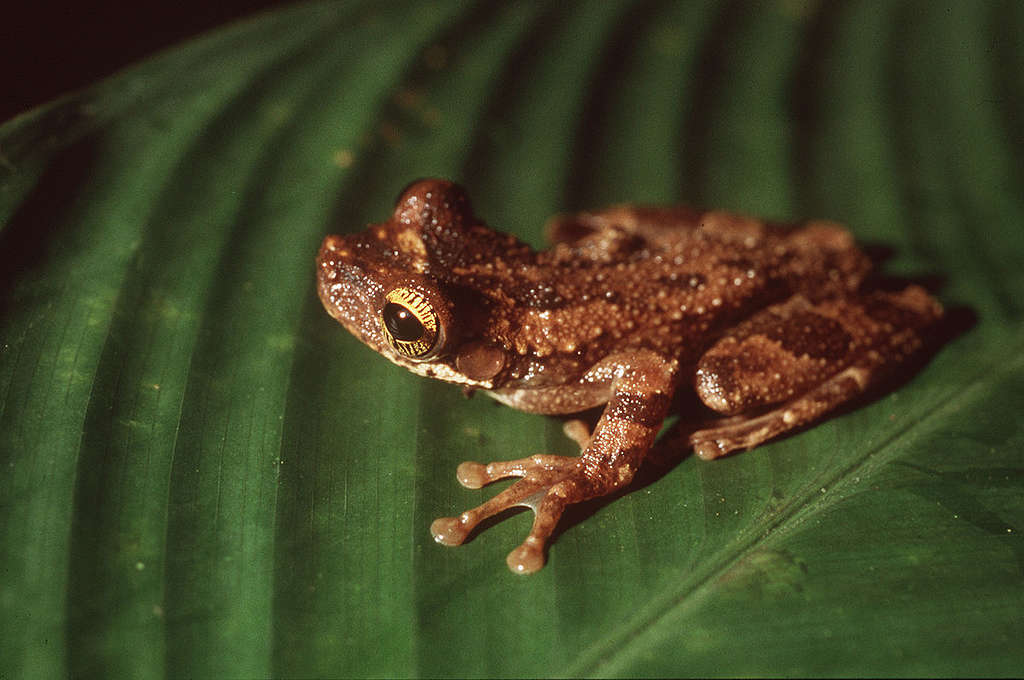 Frosk i Alto Rio Guama-reservatet i Amazonas-regnskogen i Brasil. © Campbell Plowden / Greenpeace