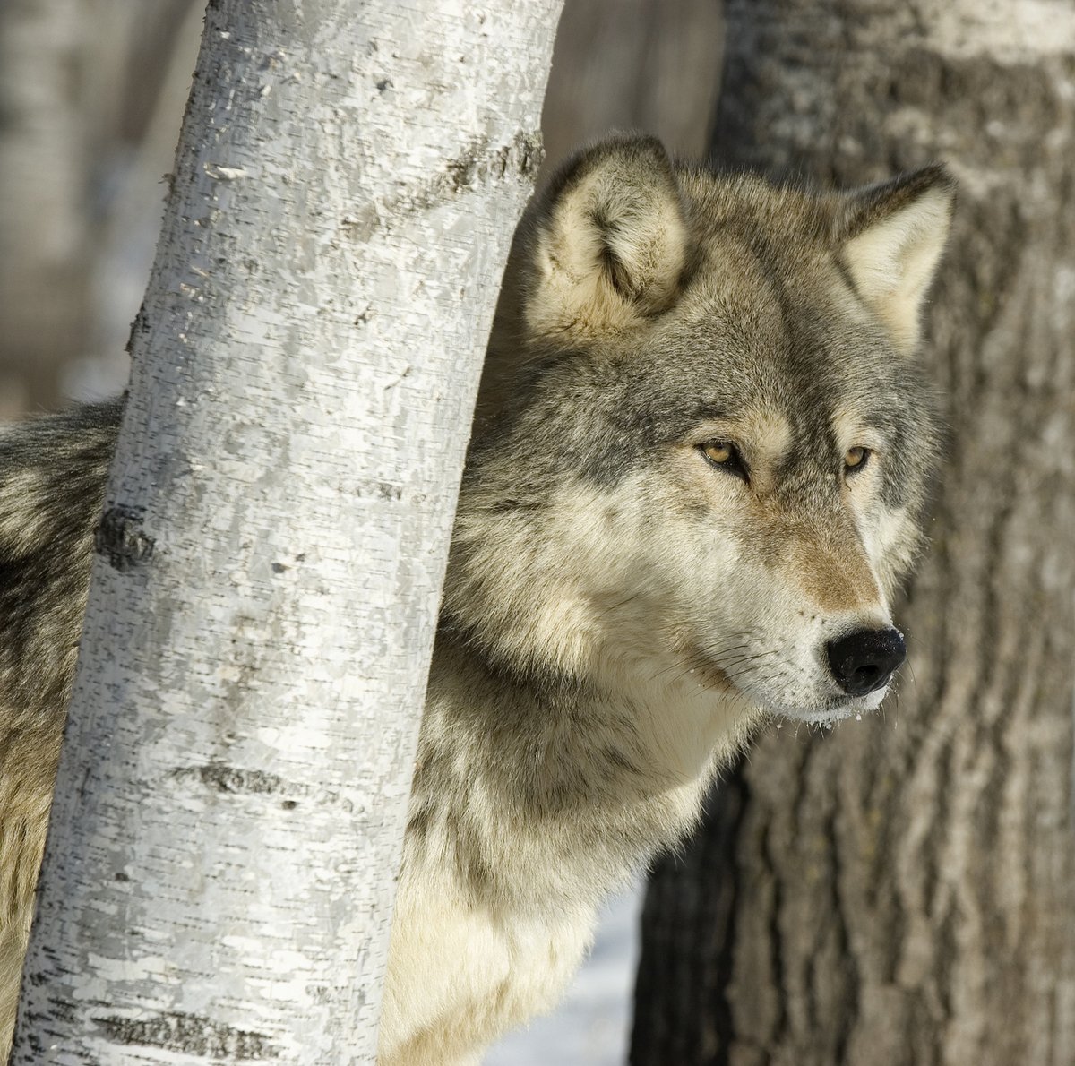 Gray Wolf in Canadian Boreal Forest. © Big Stock
