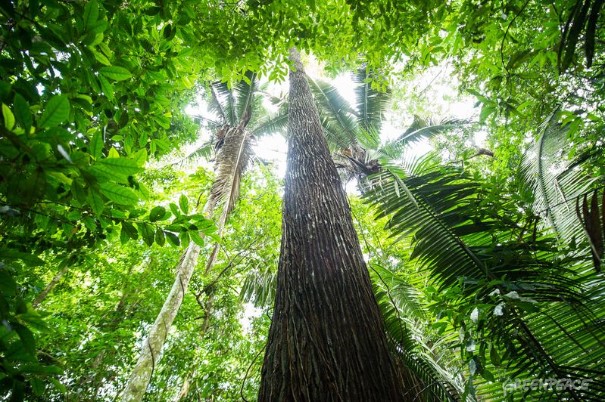 Skog ved Tapajós-elven, hjemmet til Munduruku-folket, i delstaten Pará i Brasil.