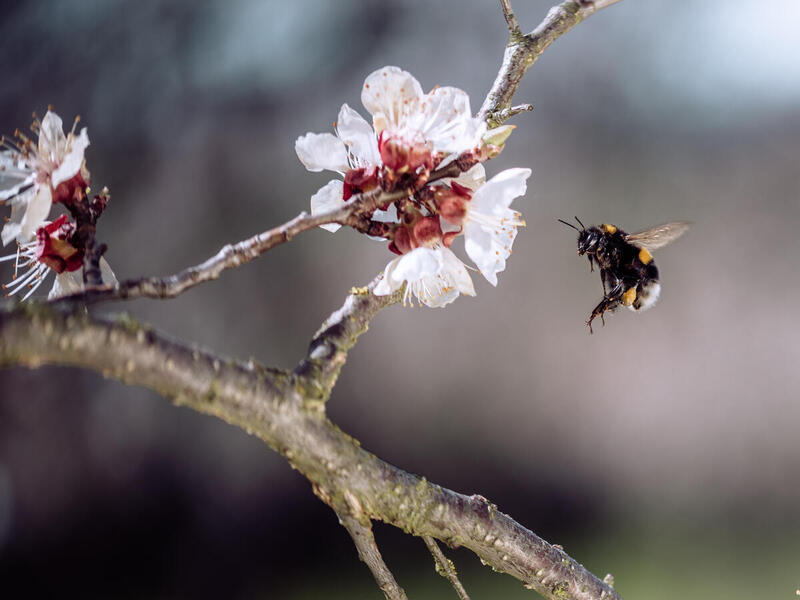 Bie på aprikosblomst i Østerrike