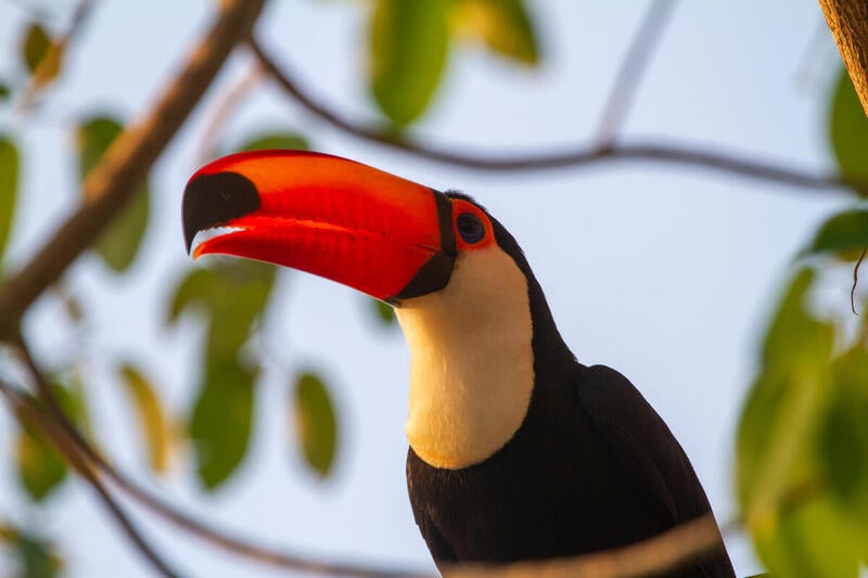 Tukan i Pantanal i Brasil.