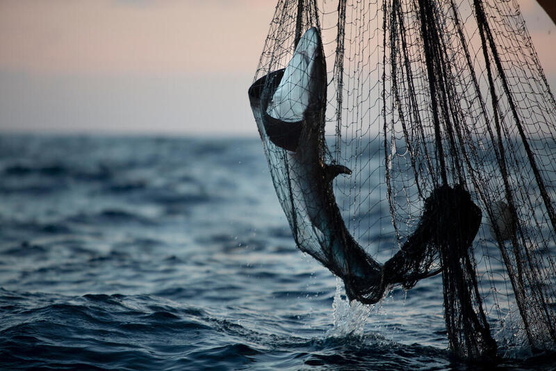 En hai blir dratt om bord på et fartøy som fisker etter tunfisk i det nordlige Indiahavet.
