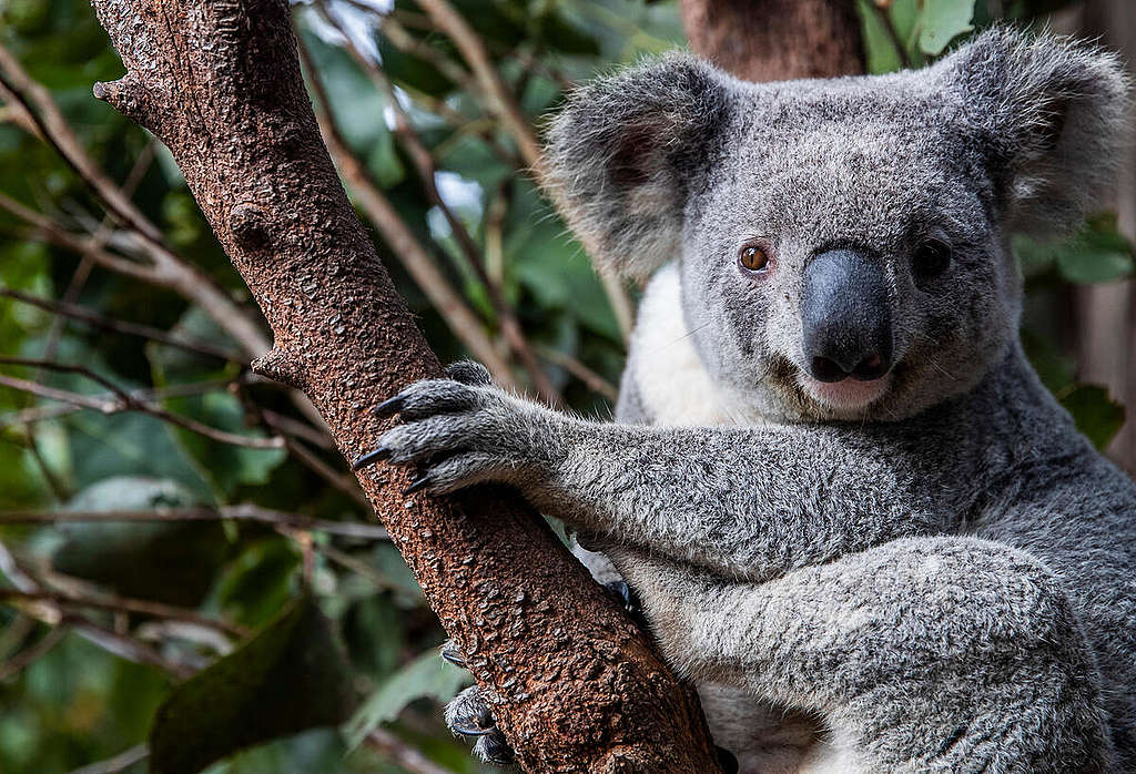 Koala in Australia.