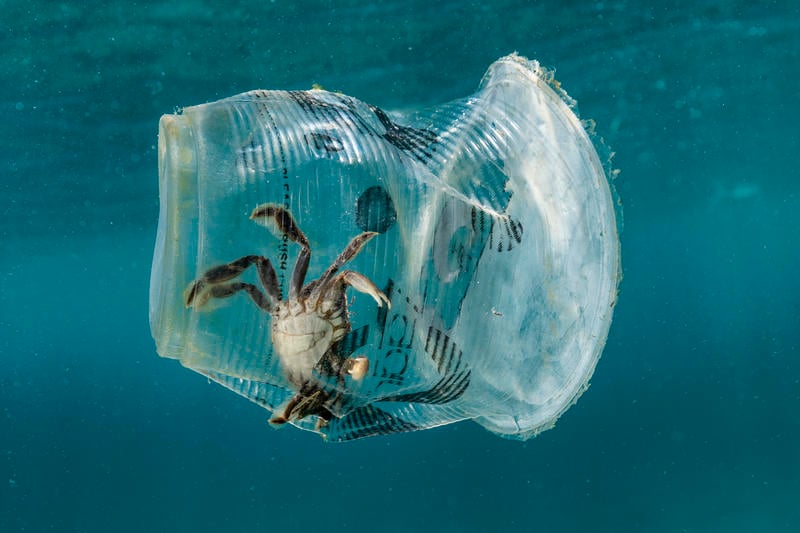 En krabbe fanget i en plastkopp i Verde Island-sundet på Filippinene.