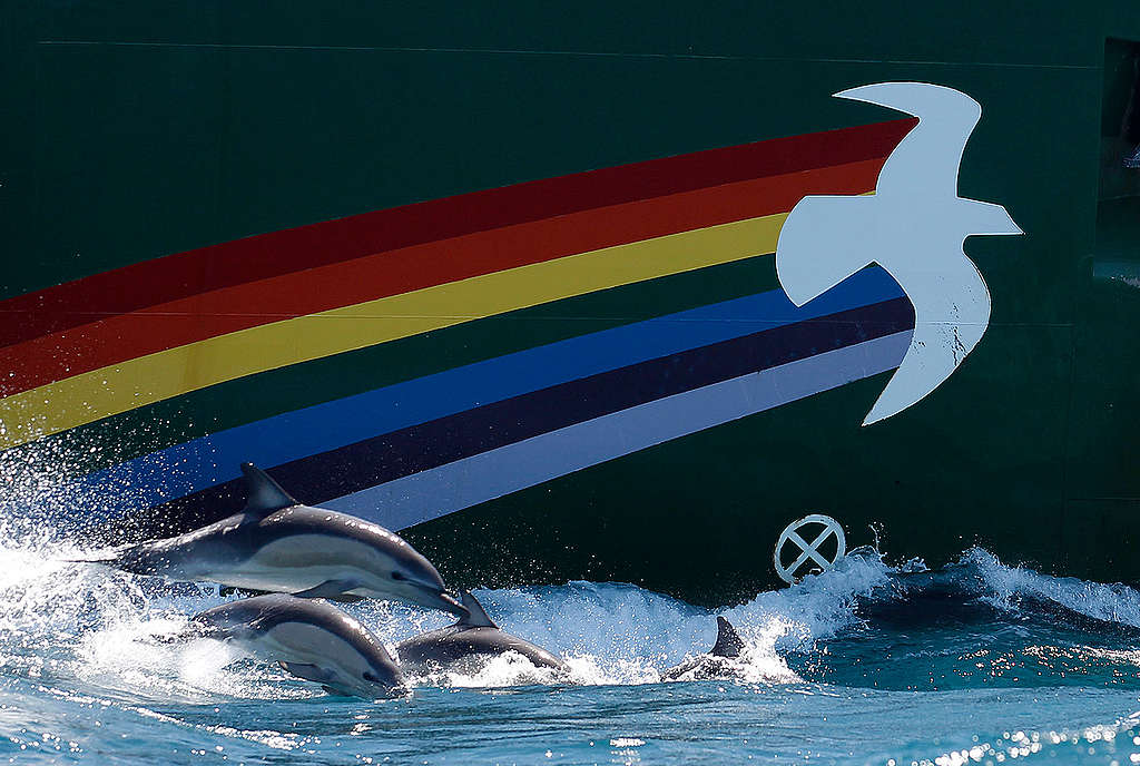 Delfiner svømmer ved siden av Greenpeace-skipet Rainbow Warrior in New Zealand