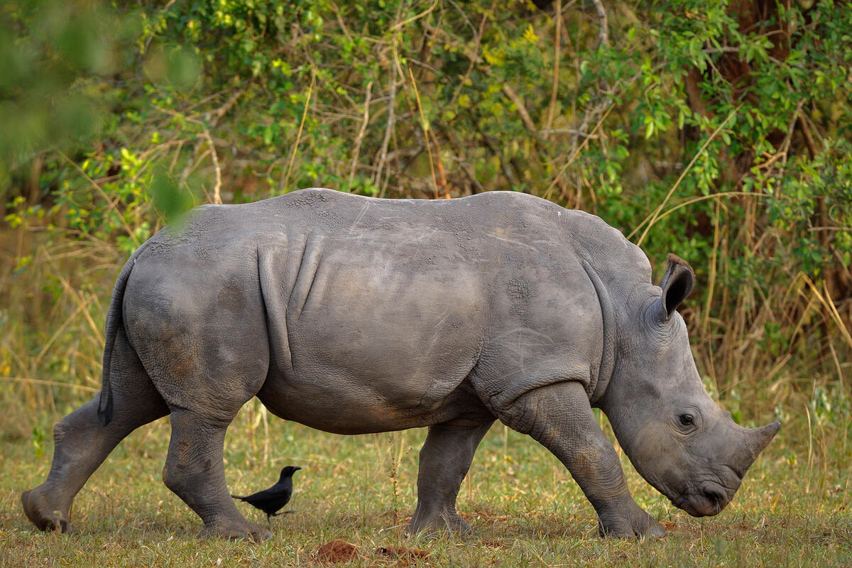 White Rhinoceros (Ceratotherium simum) in Tanzania. © Greenpeace / Frédéric Demeuse
