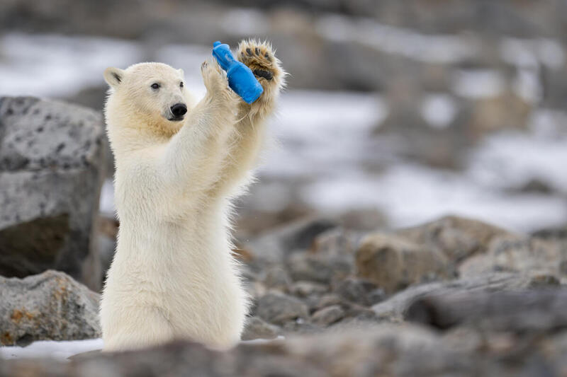 Isbjørn leker med plast i Arktis.