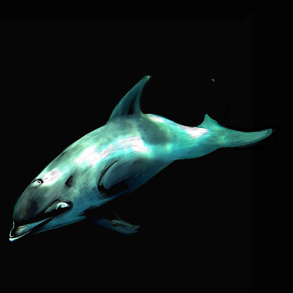 Kvitnos (Lagenorhynchus albirostris)