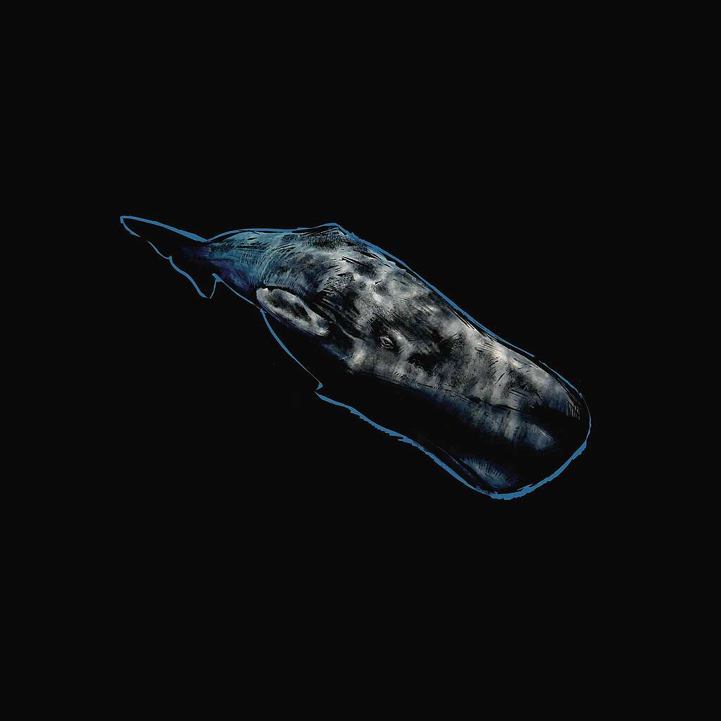 Spermhval (Physeter macrocephalus)
