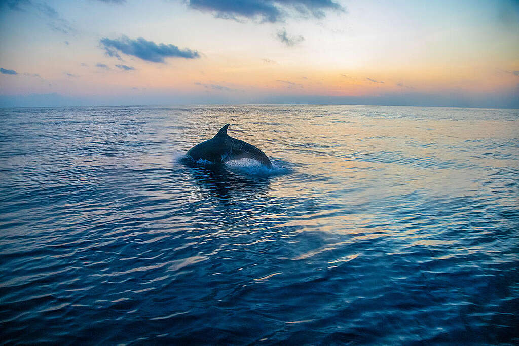 Dolphins in the Colombian Pacific Ocean. © Diana Rey Melo / Greenpeace Delfin i Stillehavet, utenfor Colombia.