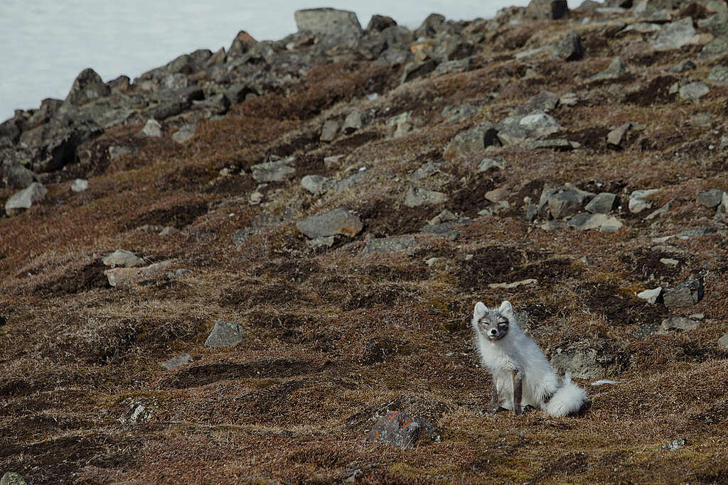 Polarrev på Svalbard