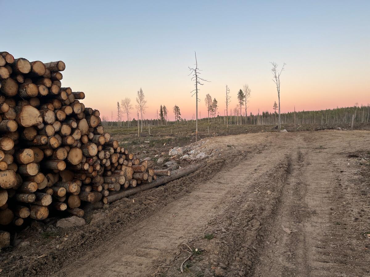 Clearcut Forest in Sweden. © Greenpeace