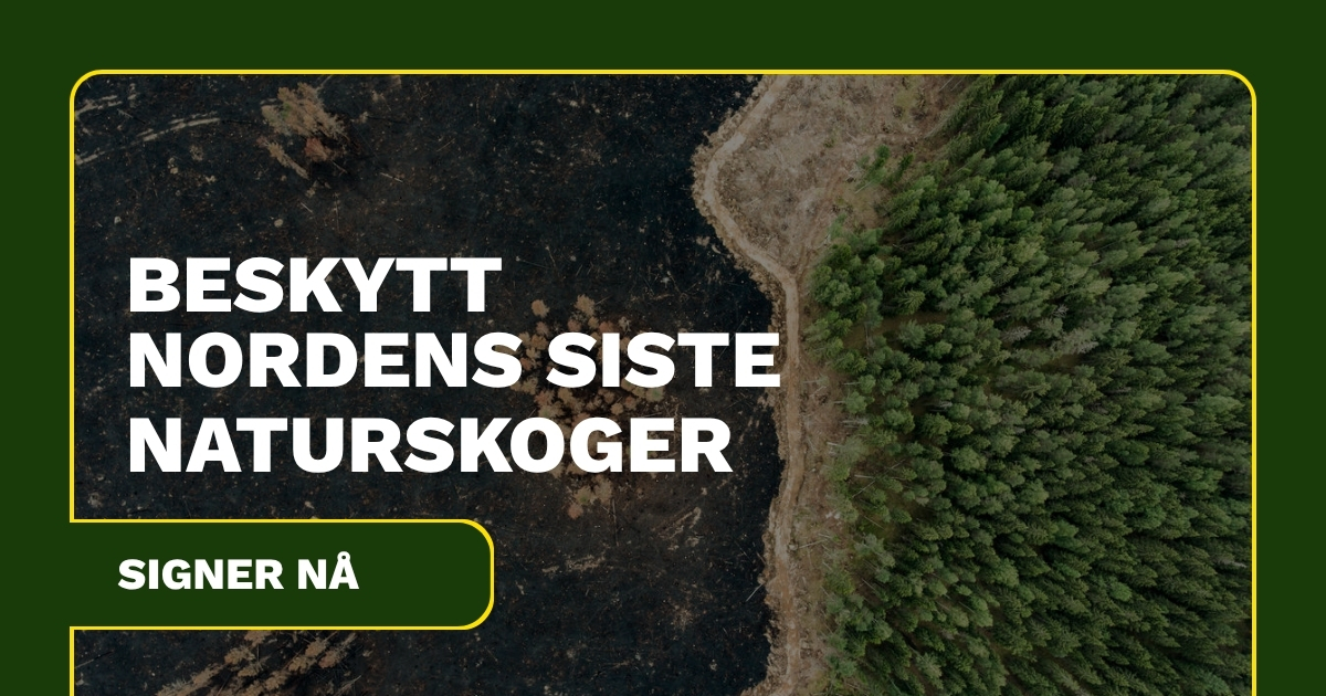 Nedhugget og avsvidd skogsområde i Sør-Finland med stubber og brent mark etter UPMs skogsdrift.