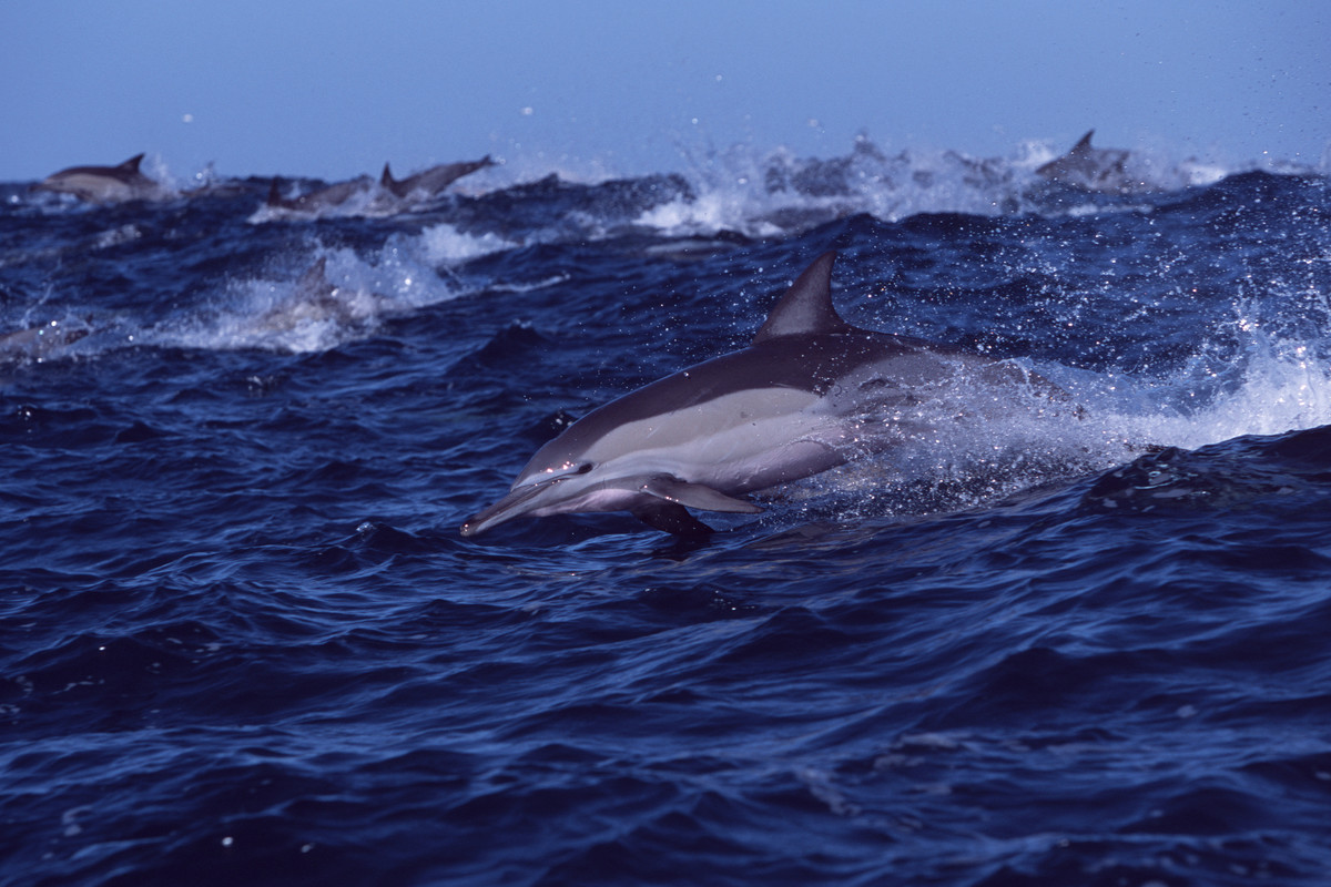Oceans Dolphin Collection Innerspace Visions 2004 Long-beaked common dolphins, Delphinus capensis, race toward a shoal of sardines off Wild Coast of Transkei, South Africa.
© Doug Perrine/SeaPics.com