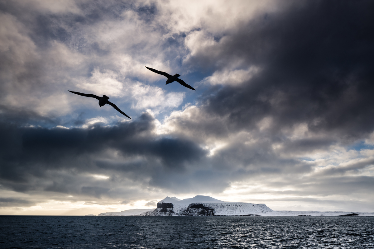 Bear Island in Norway Pair of gulls, a species often monogamous, flying towards the cliffs at the southern part of Bear Island.