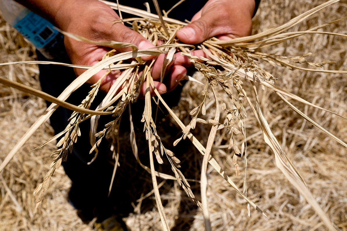 Drought-Stunted Rice Grains in the Philippines Due to El Niño. © Veejay Villafranca / Greenpeace