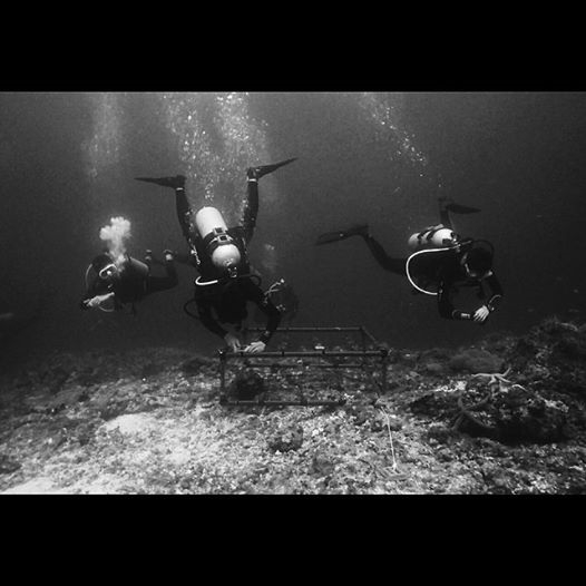 Underwater survey undertaken by students from Singapore Management University. - Bo Mancao