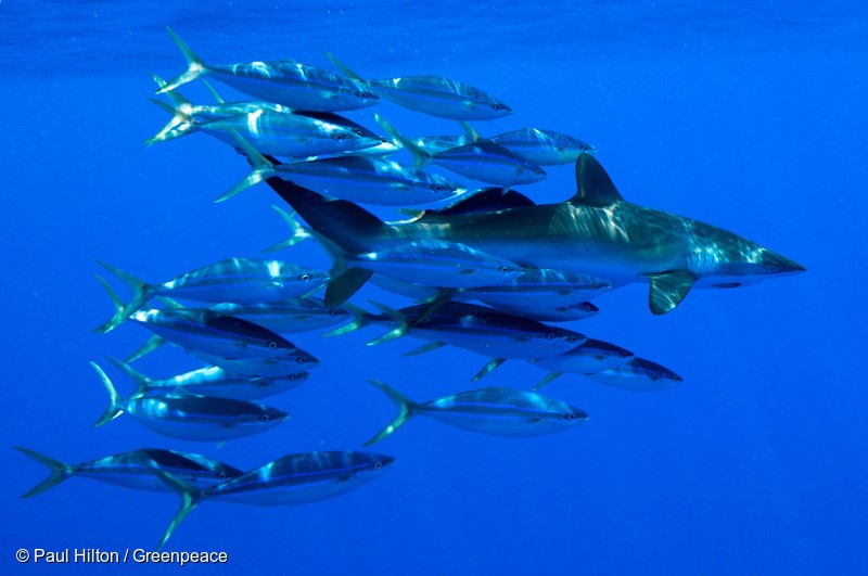 A silky shark and other marine life school around a Fish Aggregating Device (FAD), September 10, 2015, central Pacific Ocean. The Rainbow Warrior travels in the Pacific to expose out of control tuna fisheries. Tuna fishing has been linked to shark finning, overfishing and human rights abuses. Photo: Paul Hilton / Greenpeace