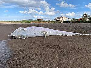Sperm Whale Death in Palermo, Sicily. © Greenpeace