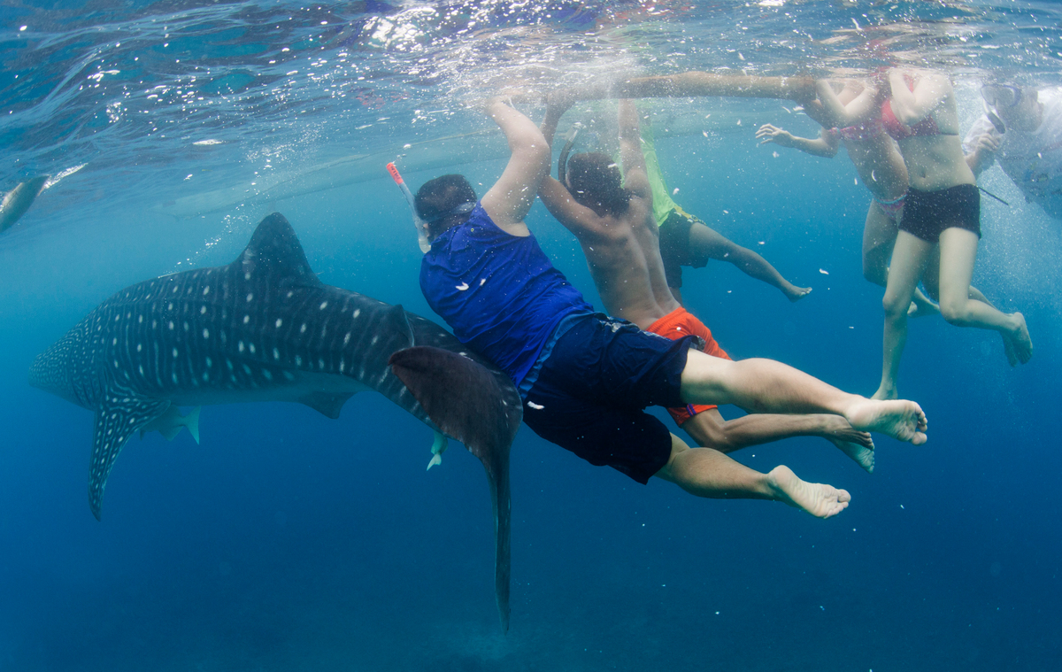 Tourists Swim with Whale Sharks in the Philippines. © Paul Hilton / Greenpeace