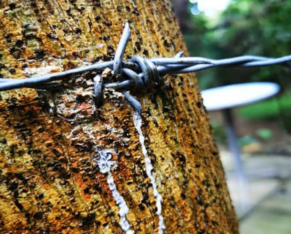 Masungi Trees with Barbed Wire Masungi Trees with Barbed Wire