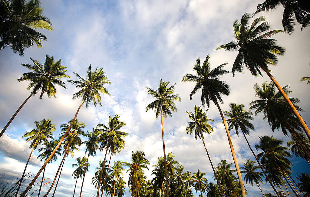 Coconut Palm Trees. © Greenpeace / Paul Hilton Coconut Palm Trees. © Greenpeace / Paul Hilton