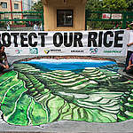 Greenpeace Philippines condemns varietal approval for so-called “golden” rice￼