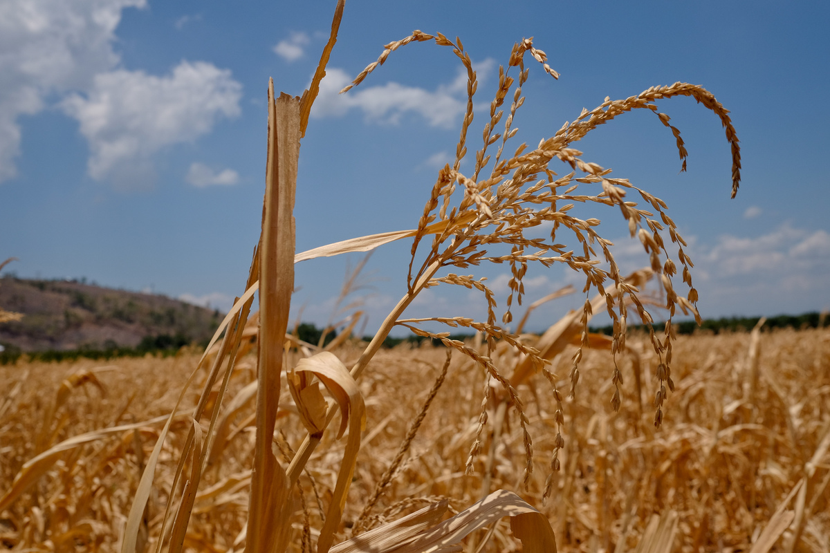 Dry Corn Fields in the Philippines Due to El Niño. © Veejay Villafranca / Greenpeace