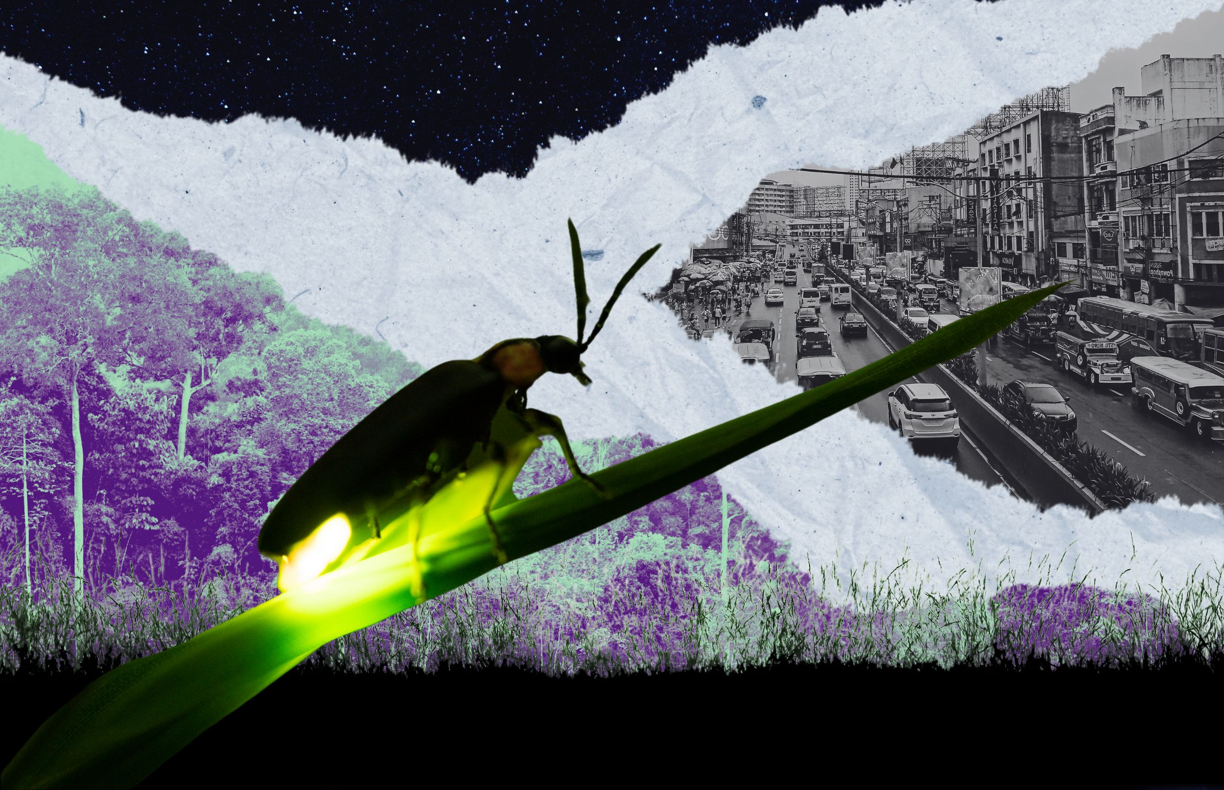 Life of a firefly