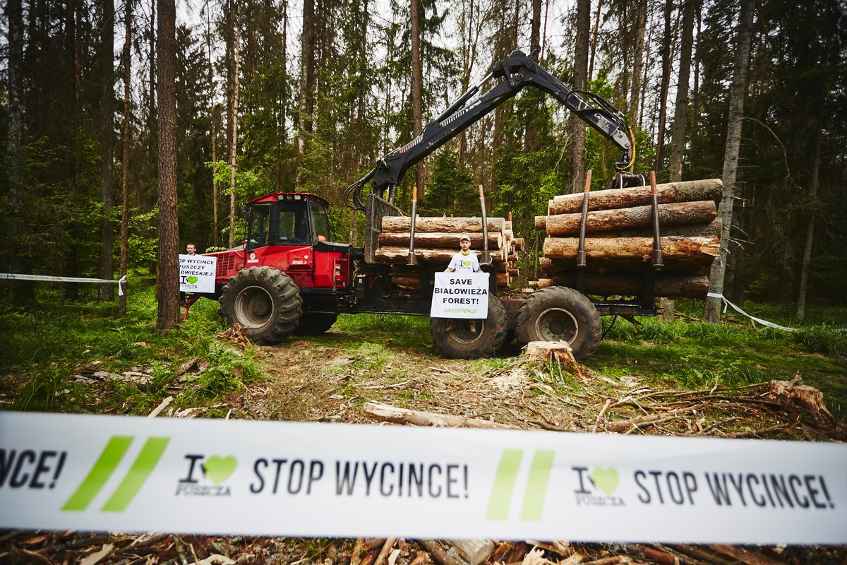 Greenpeace przeciw piłom w Puszczy Białowieskiej